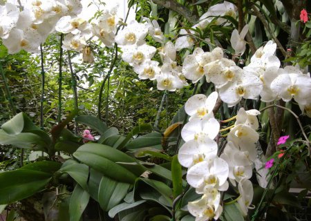 Foto de Una fotografía de un ramo de flores blancas en un jardín, invernadero con una variedad de orquídeas blancas en un jardín. - Imagen libre de derechos