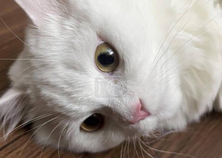 Téléchargez les photos : Une photographie d'un chat blanc posé sur un sol en bois, un lapin angora posé sur un sol en bois regardant l'appareil photo. - en image libre de droit