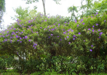 Photo for A photography of a bush with purple flowers in the middle of a park, labyrinth shaped purple flowers on a bush in a park. - Royalty Free Image