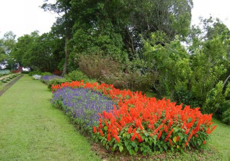 Téléchargez les photos : Une photographie d'un jardin avec une variété de fleurs au premier plan, une clôture serpent-rail avec des fleurs rouges et violettes dans un jardin. - en image libre de droit