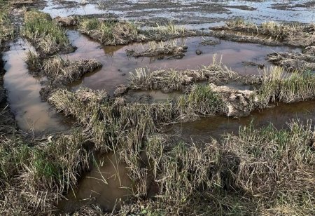 eine Fotografie eines schlammigen Feldes mit einer Wasserpfütze, einem Labyrinth aus schlammigen Flecken in einem sumpfigen Gebiet mit Wasser und Gras.