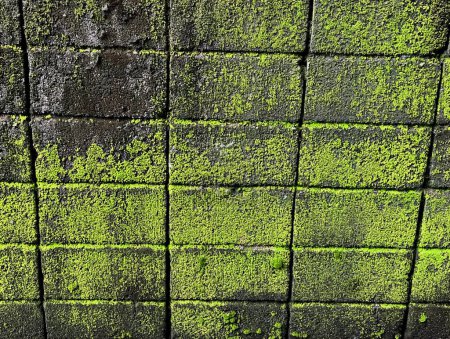 Photo for A photography of a green brick wall with a green mossy pattern. - Royalty Free Image