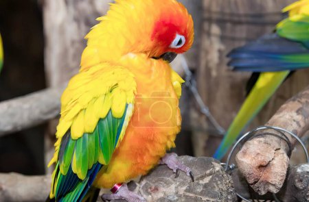 Photo for A photography of a colorful bird sitting on a branch, brightly colored parrots perched on a branch in a zoo. - Royalty Free Image