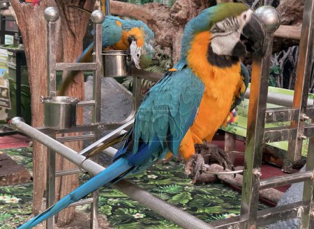 Téléchargez les photos : Une photographie de deux perroquets assis sur une échelle métallique, il y a deux perroquets assis sur une barre métallique. - en image libre de droit