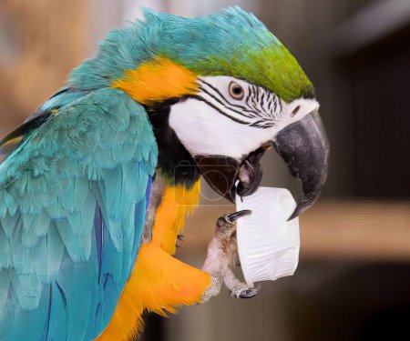 Photo for A photography of a parrot with a toilet paper in its mouth, parrot with a toilet paper in its mouth. - Royalty Free Image