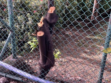 Foto de Una fotografía de un oso colgando de una cerca de eslabones de cadena, hay un oso que está colgando de una cerca de eslabones de cadena. - Imagen libre de derechos