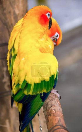 Photo for A photography of a colorful bird sitting on a branch, brightly colored bird perched on a branch with a blurred background. - Royalty Free Image