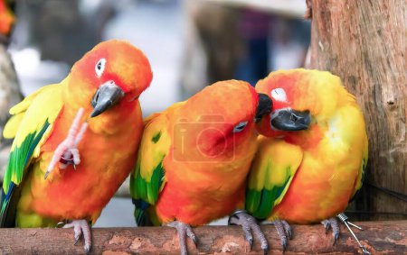 Foto de Una fotografía de tres pájaros de colores posados en una rama, tres pájaros de colores brillantes posados en una rama en un zoológico. - Imagen libre de derechos