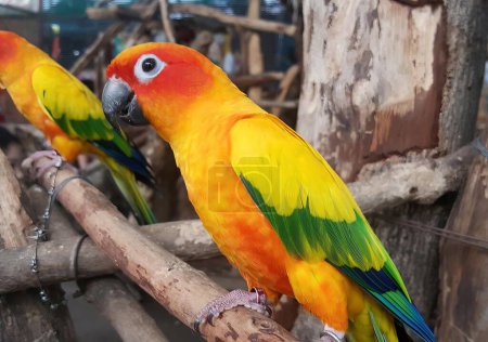 Photo for A photography of two colorful birds perched on a branch, brightly colored birds perched on a branch in a cage. - Royalty Free Image