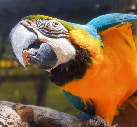 Téléchargez les photos : Une photographie d'un perroquet coloré avec la bouche ouverte et le bec ouvert, le perroquet avec la bouche ouverte et la langue ouverte. - en image libre de droit