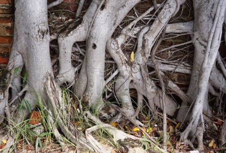 Téléchargez les photos : Les racines des arbres sont exposées.. - en image libre de droit