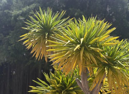 Photo for A palm tree in the forest. - Royalty Free Image