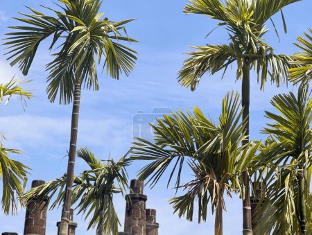 Photo for Palm trees against a blue sky. - Royalty Free Image