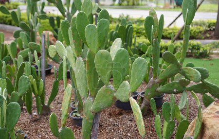 Foto de Una variedad de cactus en el jardín. - Imagen libre de derechos
