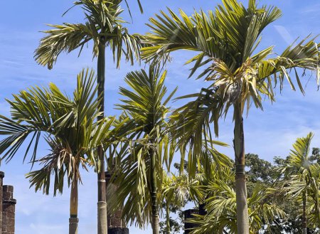 Photo for Palm trees in the park. - Royalty Free Image