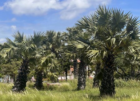 Photo for Palm trees in a field. - Royalty Free Image