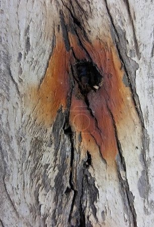 Téléchargez les photos : Un tronc d'arbre avec un trou dedans.. - en image libre de droit