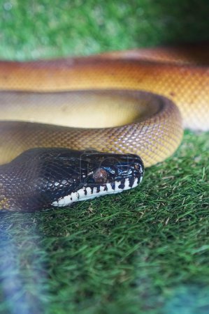 Téléchargez les photos : Un serpent sur l'herbe. - en image libre de droit