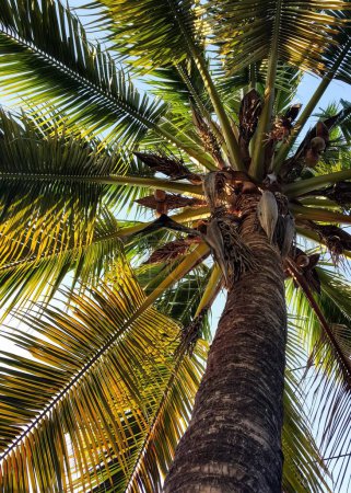 Photo for Palm trees in the sun. - Royalty Free Image