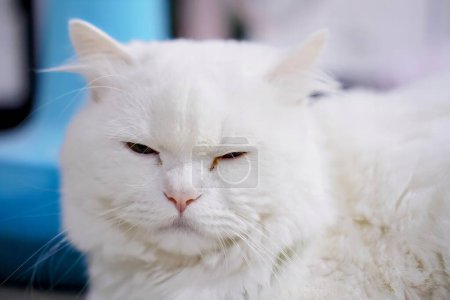 Téléchargez les photos : Un chat blanc aux yeux jaunes assis sur une table. - en image libre de droit