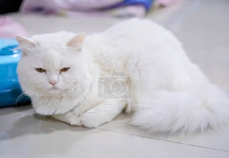 Téléchargez les photos : Un chat blanc aux yeux orangés posé sur le sol. - en image libre de droit