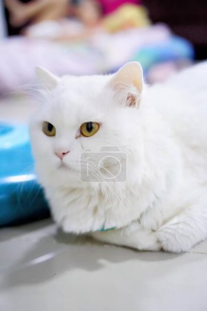 Foto de Gato blanco con ojos amarillos sentado en una mesa. - Imagen libre de derechos