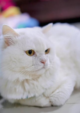 Téléchargez les photos : Chat blanc aux yeux jaunes assis sur une table. - en image libre de droit