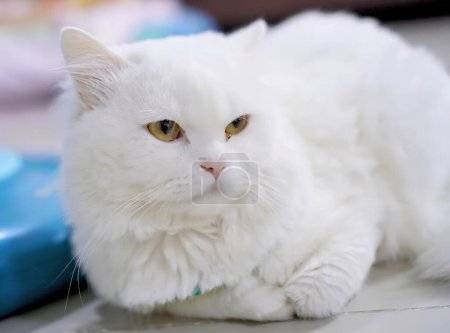 Téléchargez les photos : Un chat blanc aux yeux jaunes. - en image libre de droit