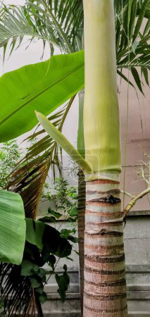 Téléchargez les photos : Un gros plan du tronc d'un palmier. - en image libre de droit