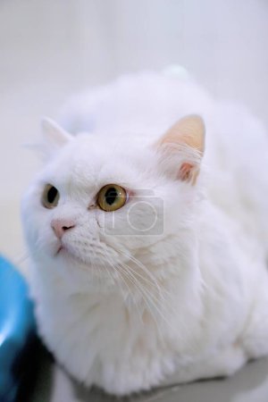 Téléchargez les photos : Un chat blanc aux yeux jaunes assis sur une table bleue. - en image libre de droit
