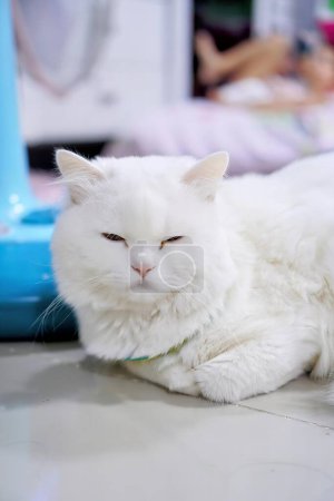 Téléchargez les photos : Un chat blanc avec un collier posé sur le sol. - en image libre de droit