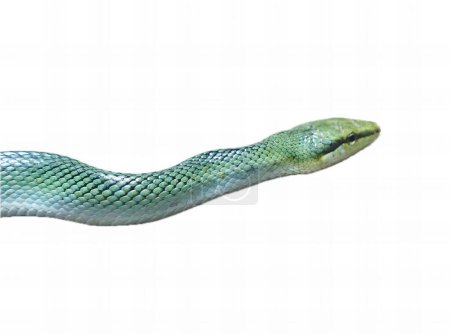 Téléchargez les photos : Le plus beau serpent du monde - photo #. - en image libre de droit