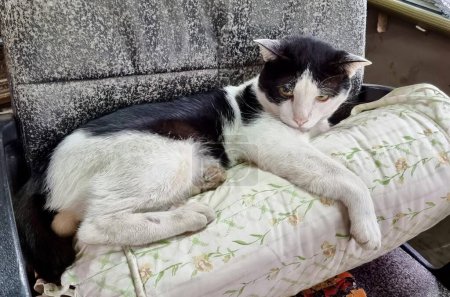 Téléchargez les photos : Un chat étendu sur une couverture sur un canapé. - en image libre de droit