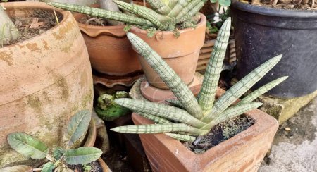 Foto de Una colección de cactus en una maceta. - Imagen libre de derechos
