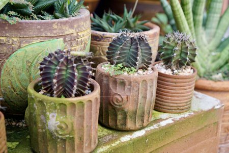 Foto de Una colección de cactus en macetas. - Imagen libre de derechos