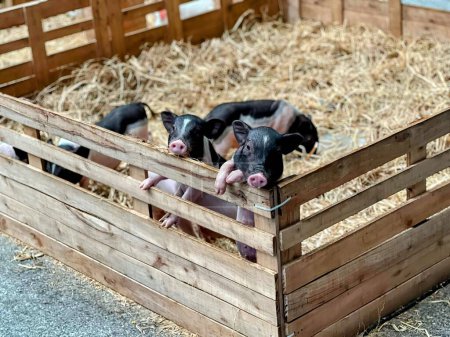 Photo for Pigs in a wooden crate. - Royalty Free Image
