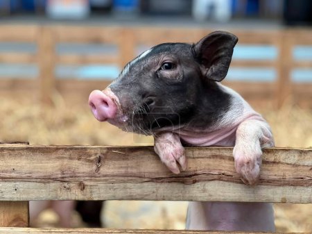 Téléchargez les photos : Un cochon qui sort sa langue sur une clôture en bois. - en image libre de droit