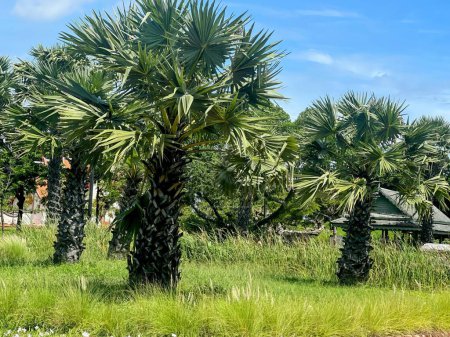 Photo for Palm trees in the garden. - Royalty Free Image
