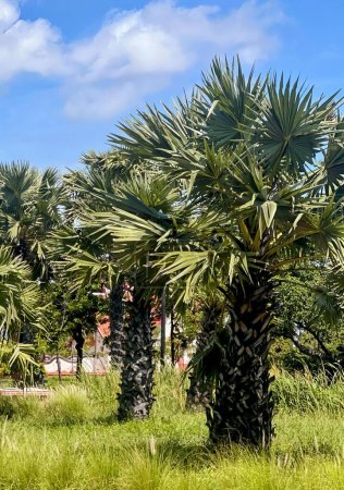 Photo for Palm trees in the garden. - Royalty Free Image