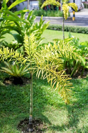 Photo for A small palm tree in the garden. - Royalty Free Image