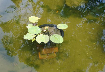 Téléchargez les photos : Une tortue dans un pot. - en image libre de droit