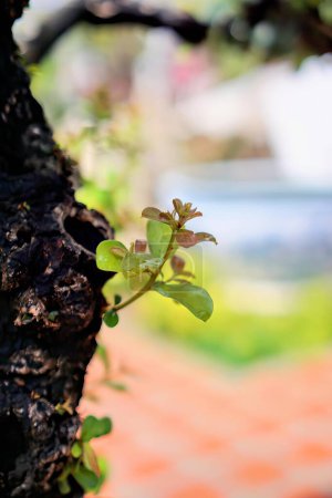 Téléchargez les photos : Une petite plante poussant dans un tronc d'arbre. - en image libre de droit