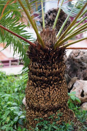 Photo for The palm tree is a symbol of the tropical climate. - Royalty Free Image