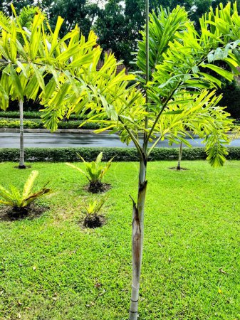 Photo for A small palm tree in a green yard. - Royalty Free Image