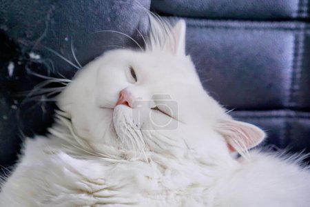 Téléchargez les photos : Un chat blanc au nez rose posé sur un canapé. - en image libre de droit