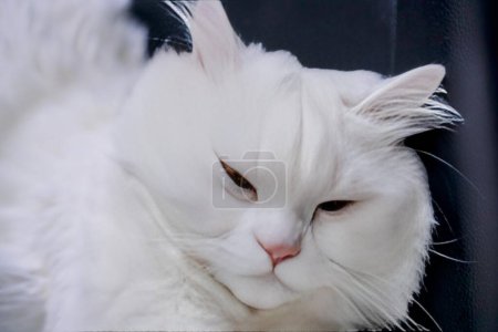 Téléchargez les photos : Un chat blanc avec un nez rose. - en image libre de droit