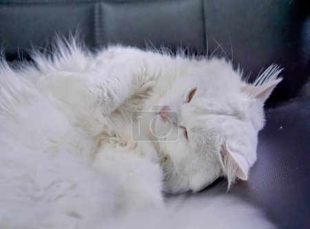 Téléchargez les photos : Un chat blanc dormant sur un canapé. - en image libre de droit