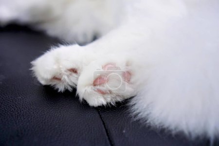 Téléchargez les photos : Un chat blanc avec pattes roses sur une surface en cuir noir. - en image libre de droit