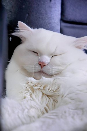Téléchargez les photos : Un chat blanc dormant sur une chaise. - en image libre de droit