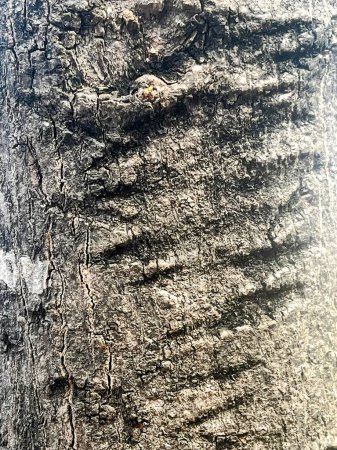 Téléchargez les photos : Écorce sur un tronc d'arbre. - en image libre de droit
